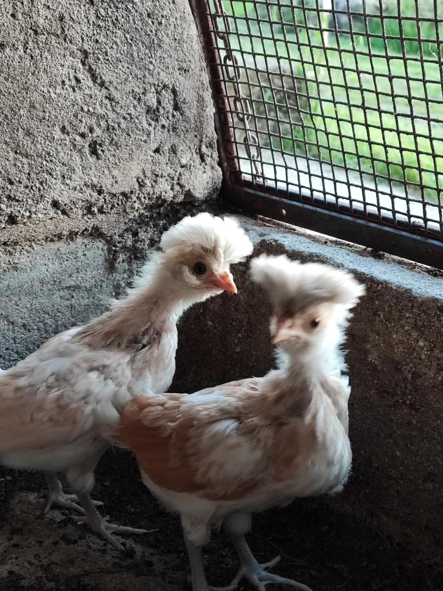 Ca' Dei Berici - Residence Ad Arcugnano Grancare Cameră foto